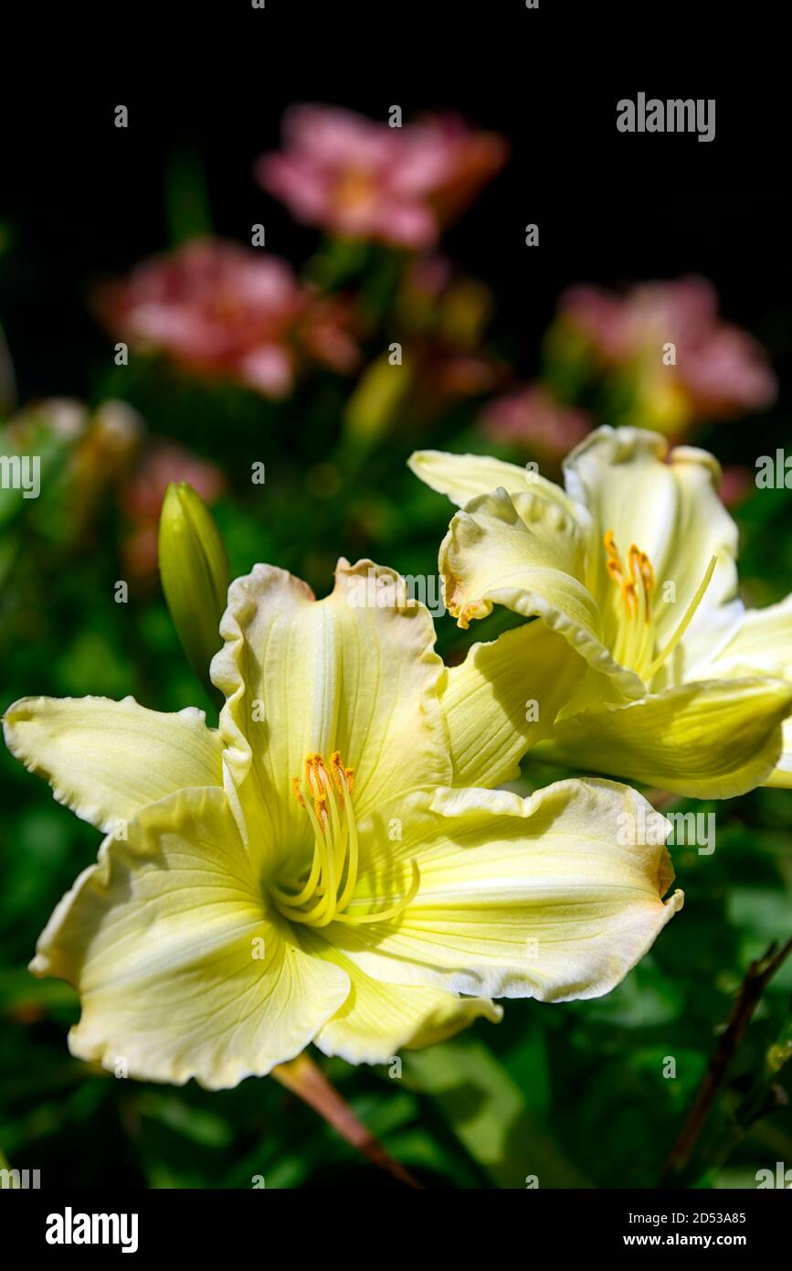 hemerocallis,lemon yellow,day lily,daylily,daylilies,flower,flowers,flowering,blooming,RM Floral Stock Photo