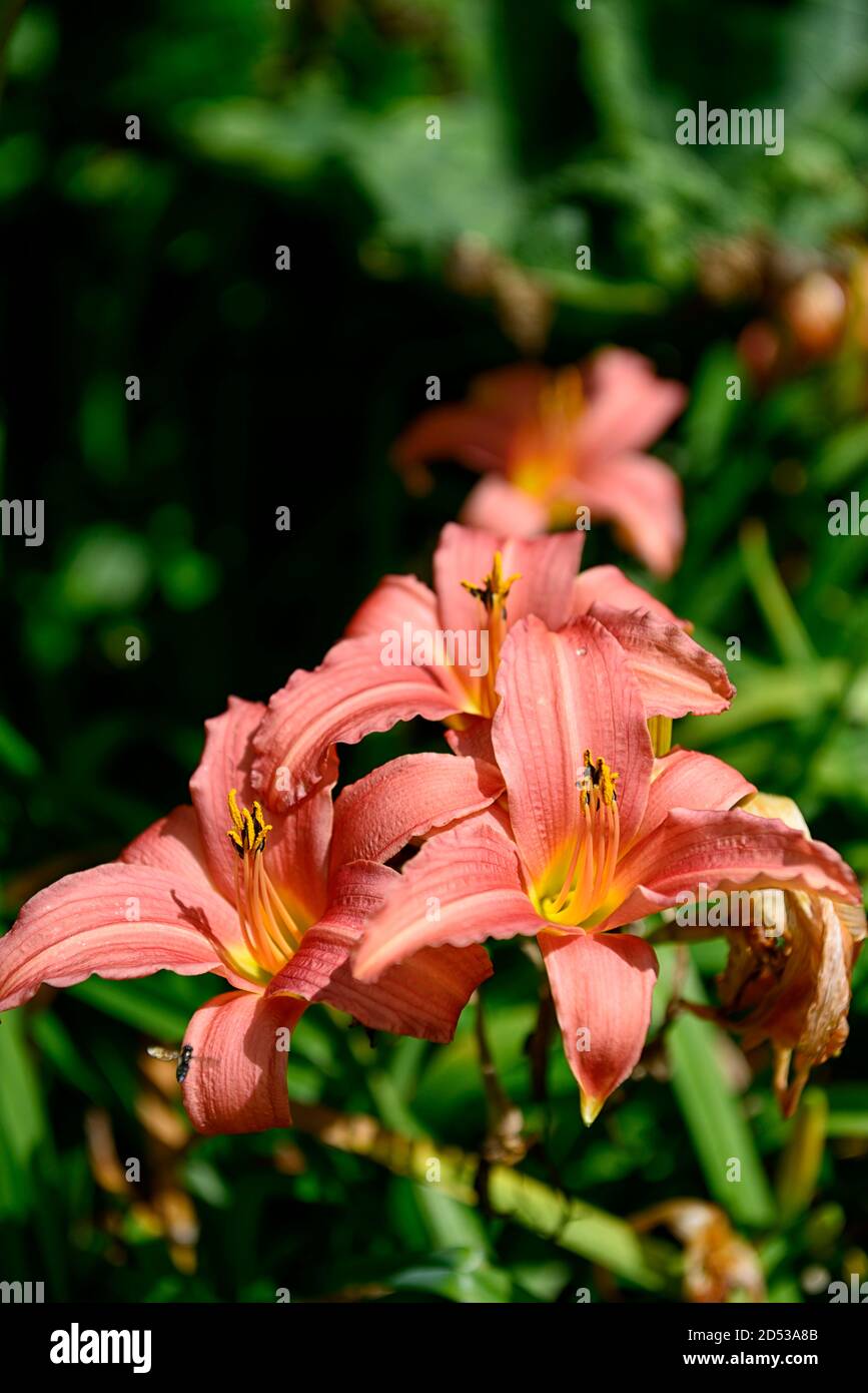 hemerocallis,orange rust,day lily,daylily,daylilies,flower,flowers,flowering,blooming,RM Floral Stock Photo