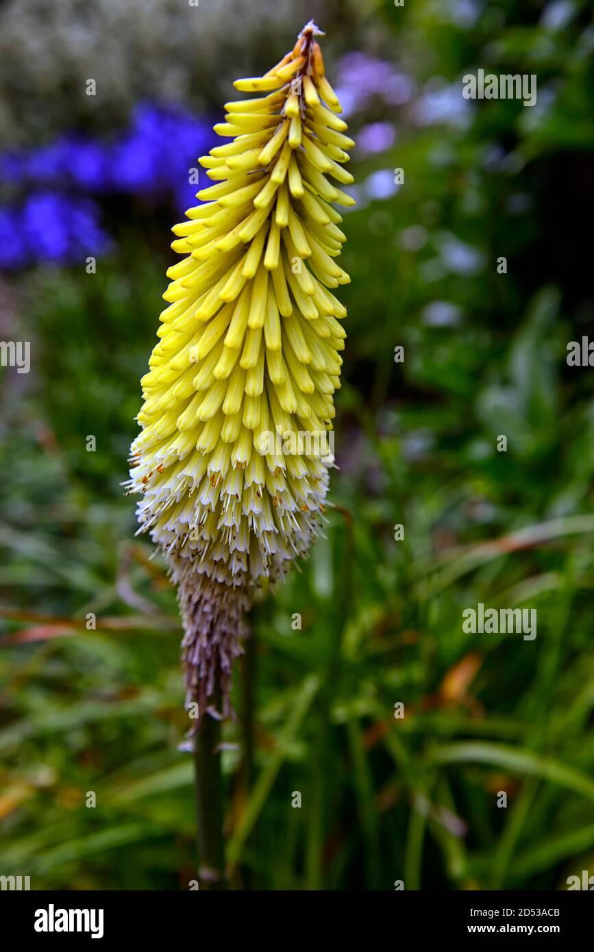 Kniphofia Flashpoint,torch lily,red hot poker,yellow,tubular flower spike,flowers,flowering,RM Floral Stock Photo