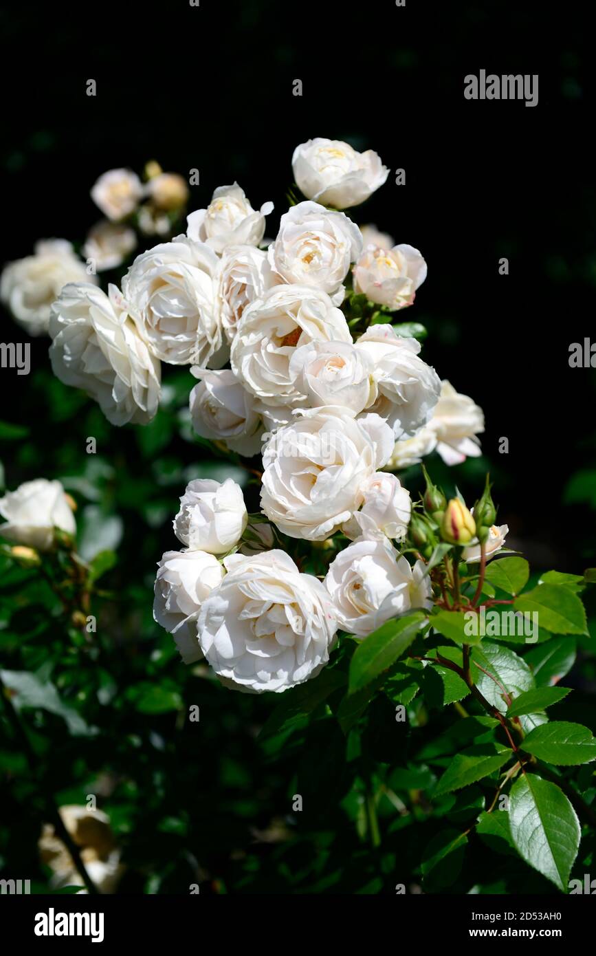 Rosa Iceberg,Rose iceberg,floribunda rose,roses,white  flowers,flower,flowering,RM Floral Stock Photo - Alamy