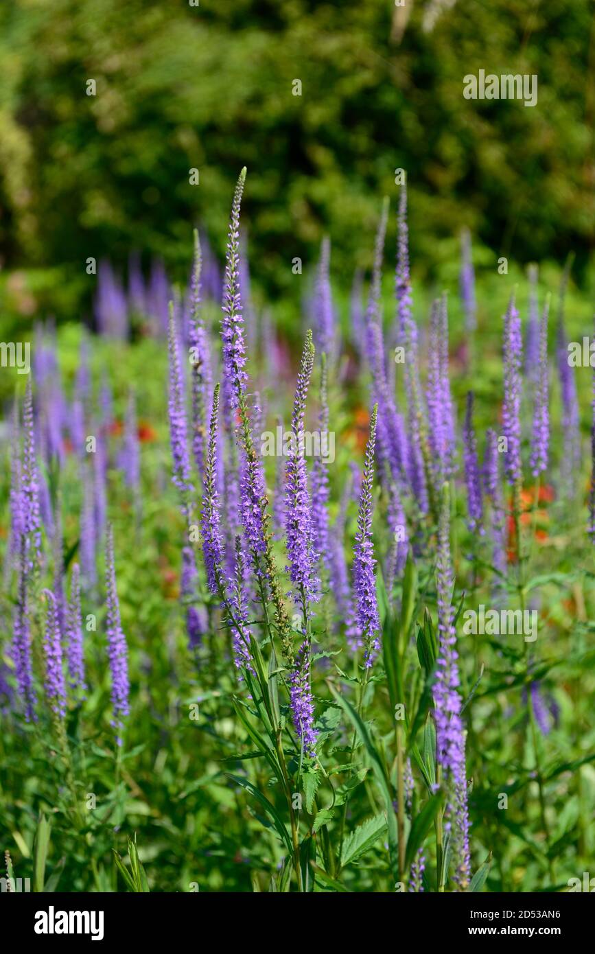 Tall flowering perennials hires stock photography and images Alamy