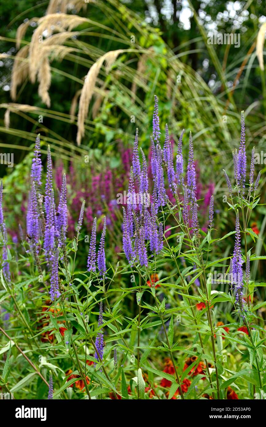 Tall blue flowers hires stock photography and images Alamy