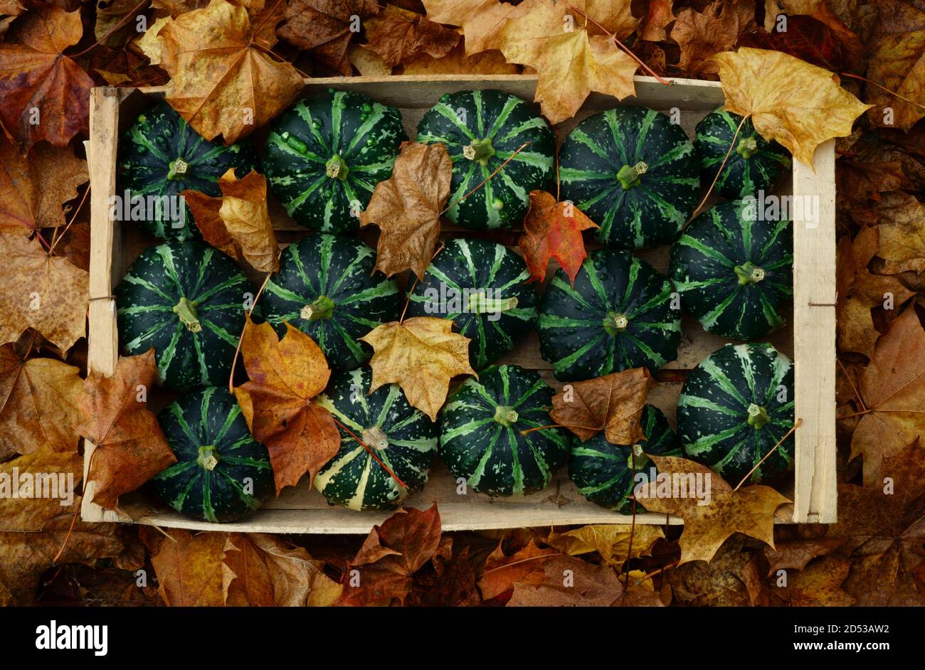 Squashes in a wooden tray with fallen leaves. Stock Photo