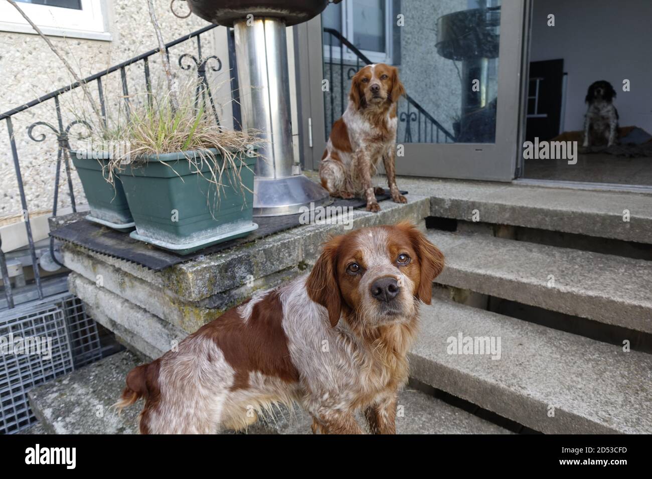 Sommerfest in Falkenhof ,Harz ,Bretagne Hund und wild Vogel zur Hause Stock  Photo - Alamy