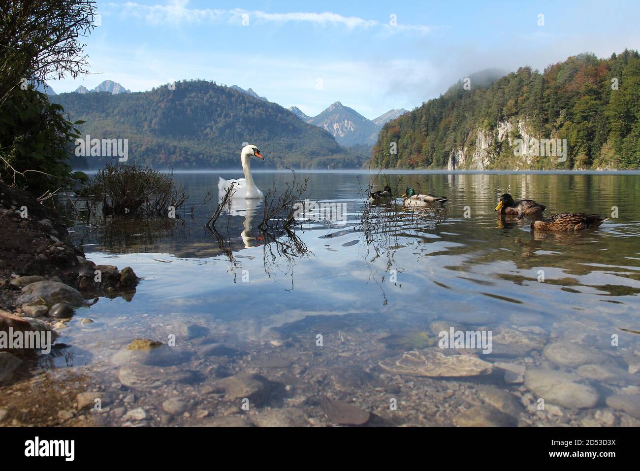 Mesmerizing shot of a swan and ducks swimming in Alpsee, a lake in Germany Stock Photo