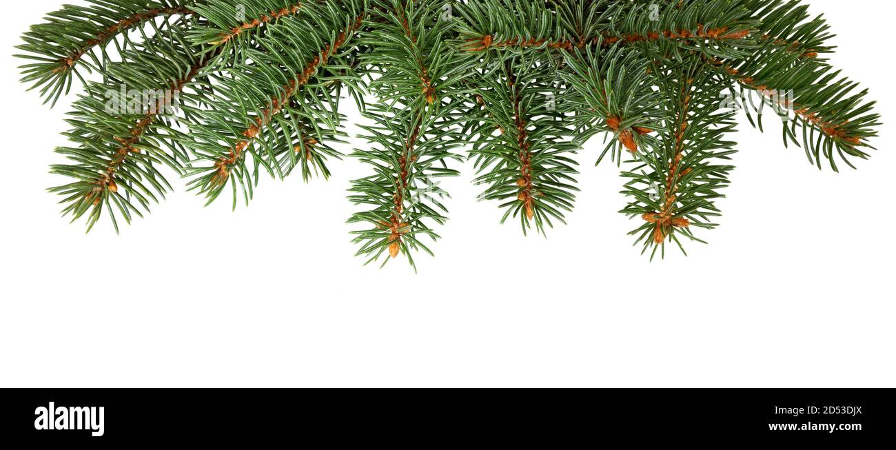 Fir tree branch isolated on white background. Pine branch. Christmas ...