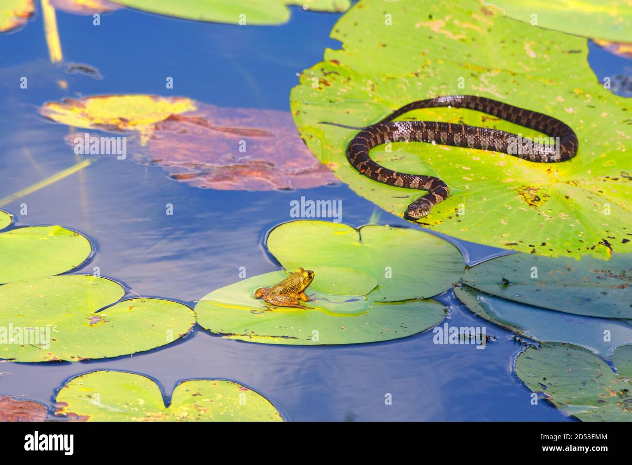 A water snake crawls on a water lily leaf on a lake to a green frog