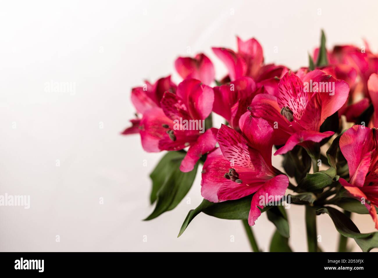 Alstroemeria pink on a white background Stock Photo