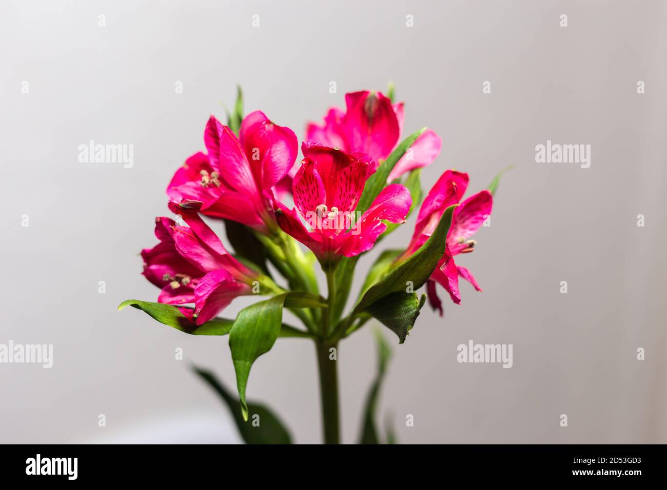 Alstroemeria pink on a white background Stock Photo - Alamy