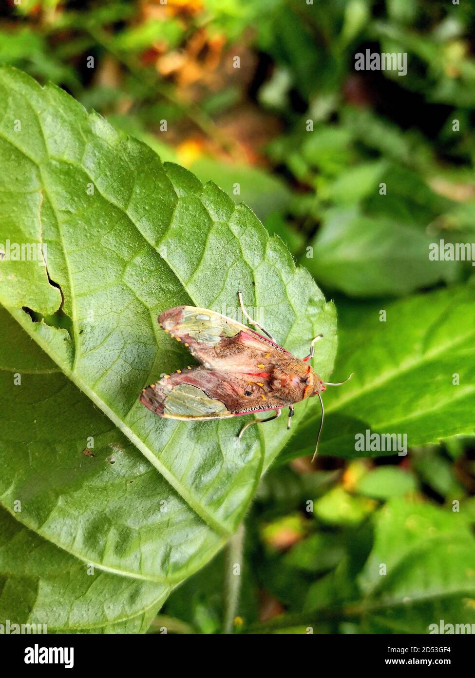 Vertical Insects Vertical shot of an insect on a green leaf Stock Photo - Alamy