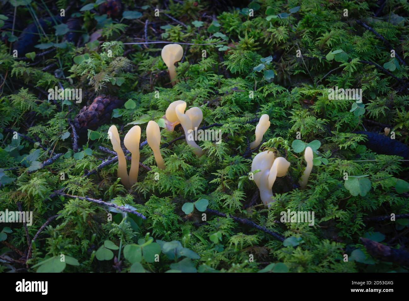 Clavariadelphus ligula is an edible mushroom from the genus Clavariadelphus. Stock Photo