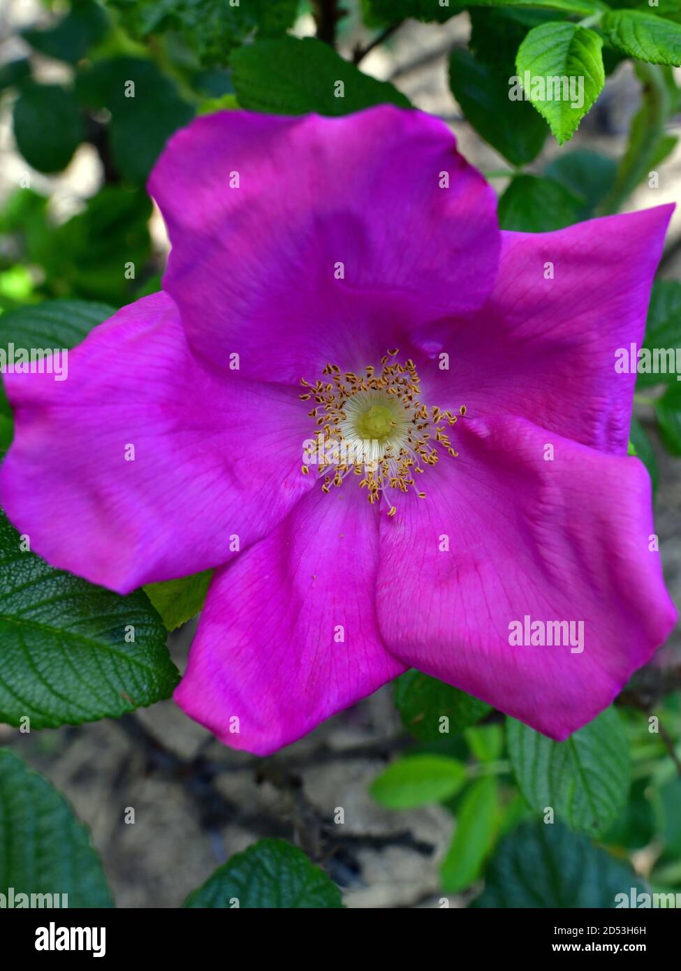 A rugosa rose in spring time Stock Photo