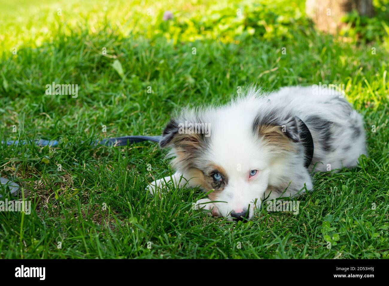Australian shepard puppy dog on the grass - so cute! Stock Photo