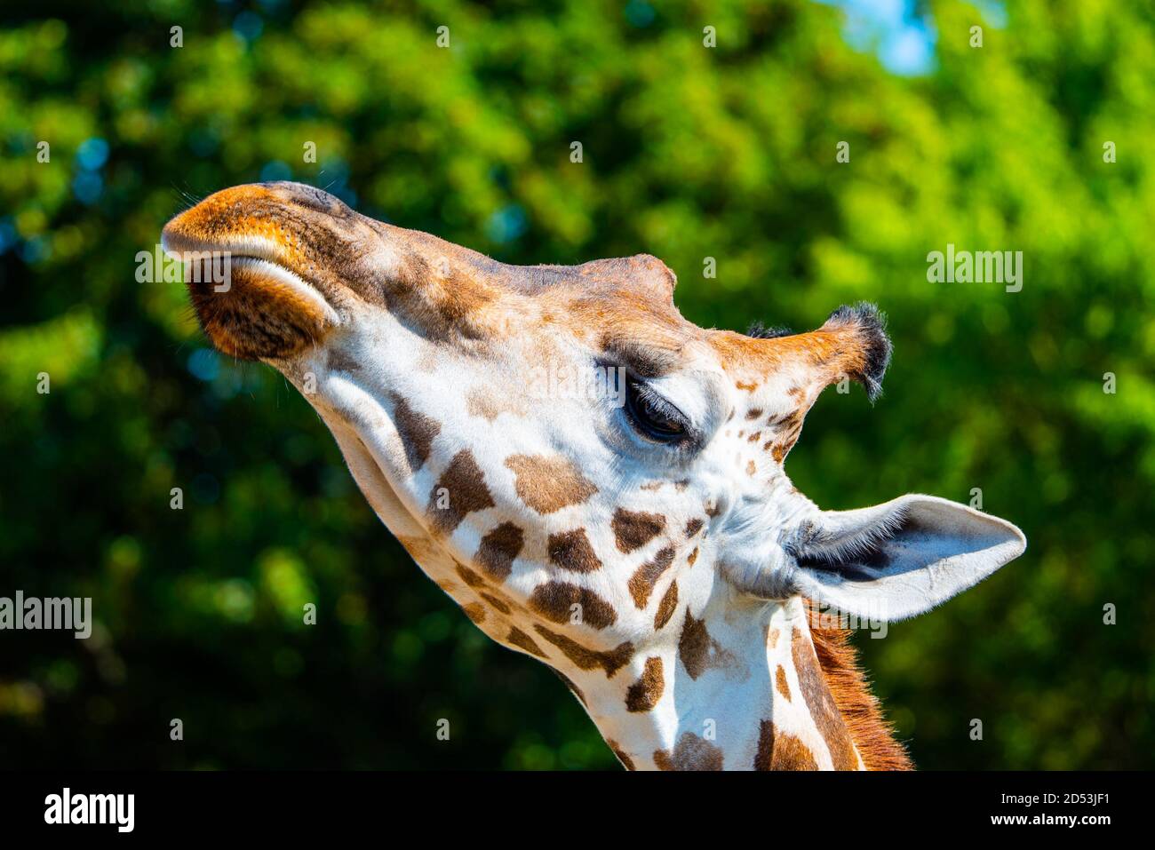 Giraffe head close-up. Deatiled view of african wildlife. Stock Photo