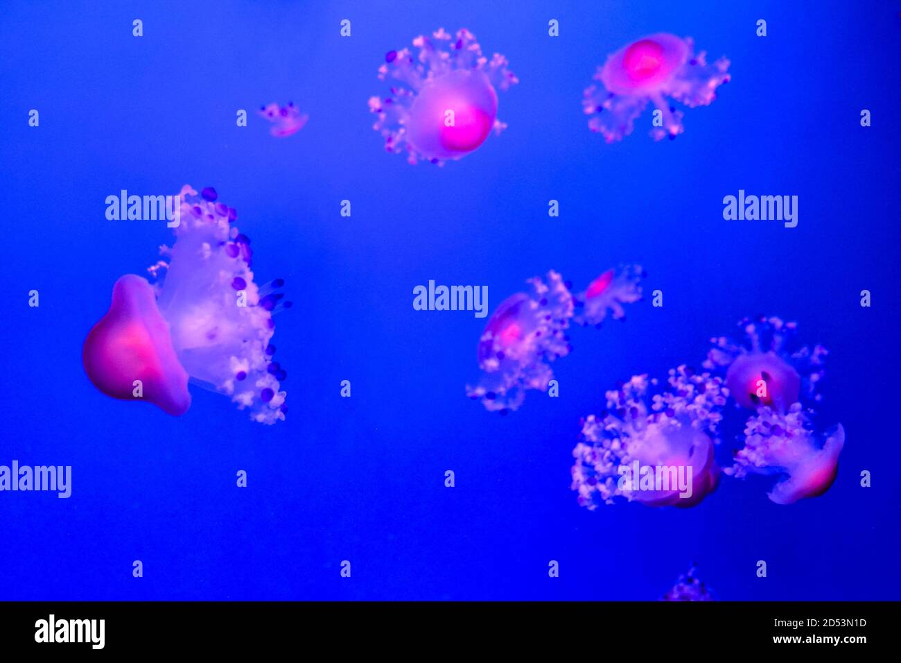 Jellyfish Dangerous Poisonous Medusa Stock Photo Alamy