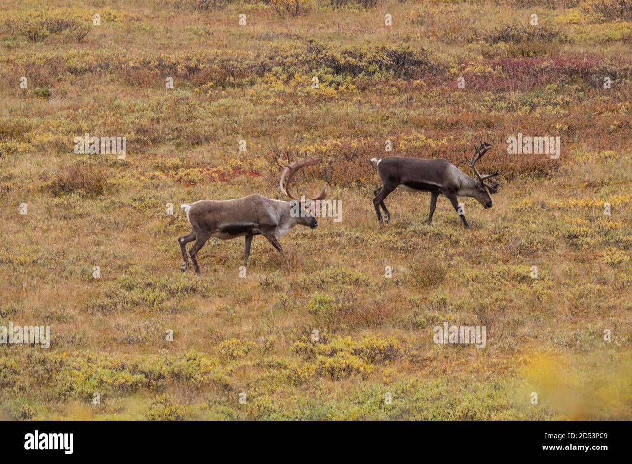 Caribou in Denali National Park Stock Photo