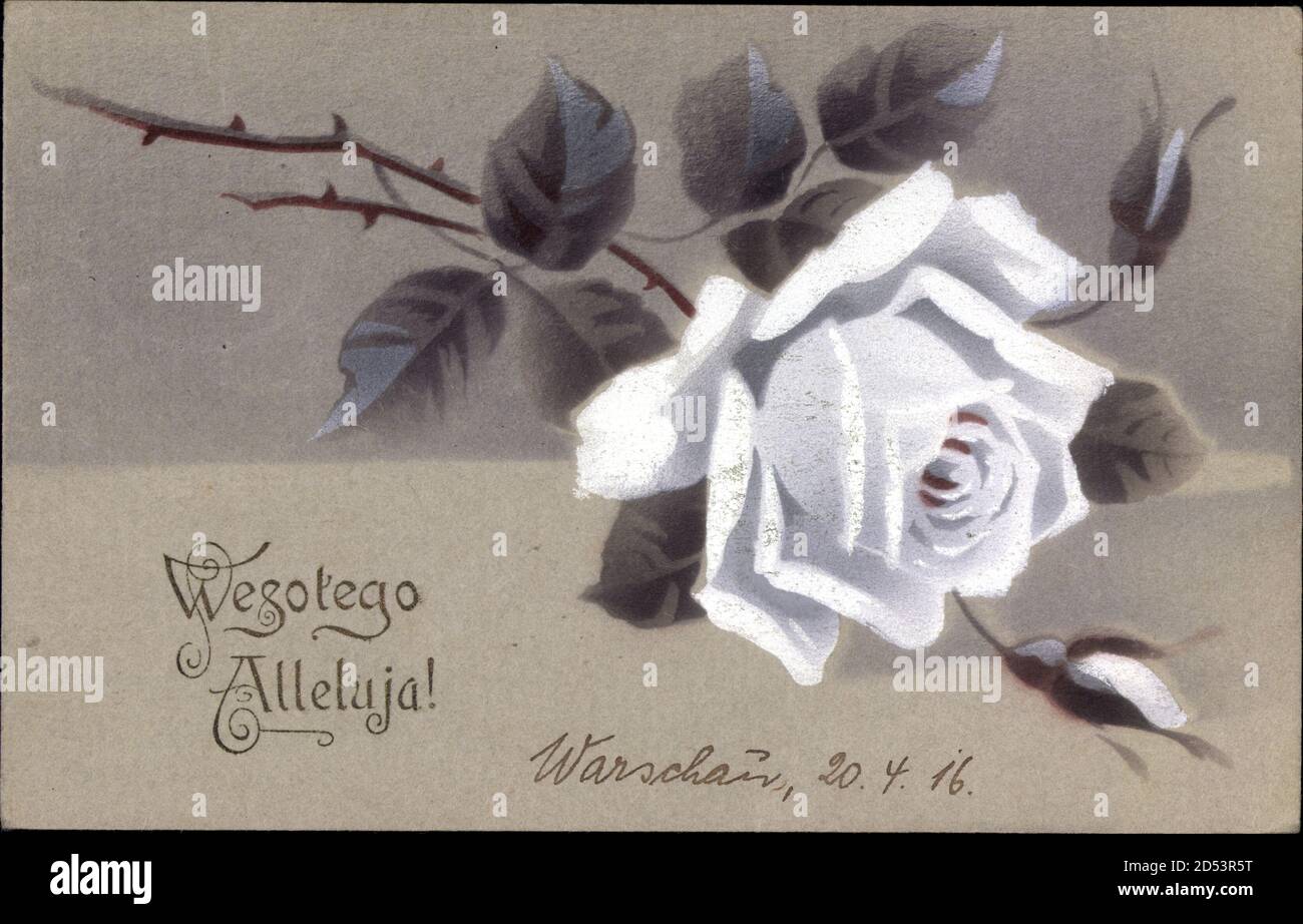 Glückwunsch Ostern, Wesolego Alleluja, Weiße Rose, Polnisch | usage worldwide Stock Photo
