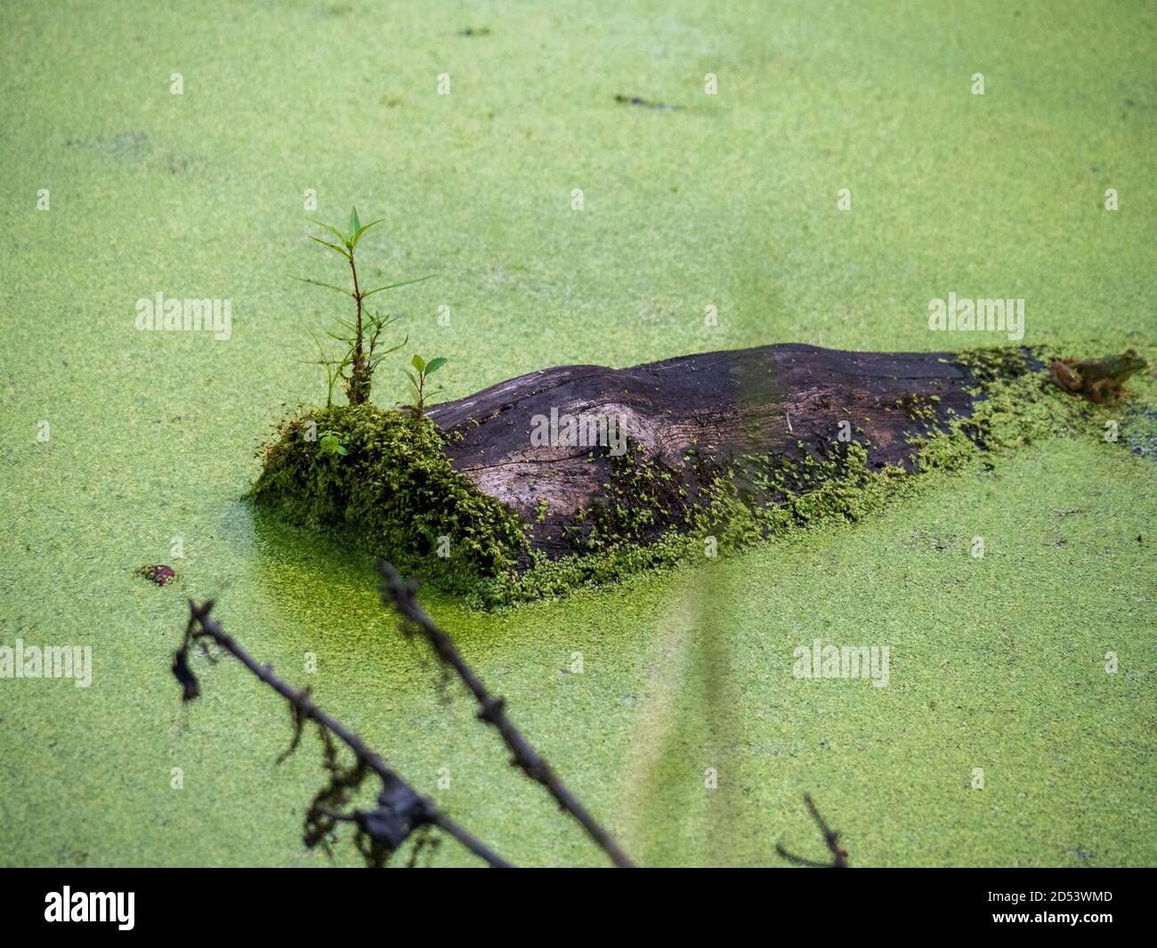 Log Surrounded by Duck Weed in City Park Pond Stock Photo