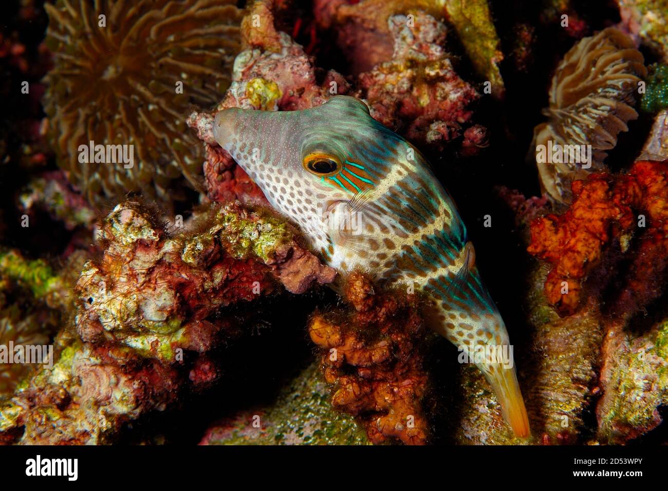 Black-Saddled Toby, 'Canthigaster valentini', Sleeping On Corals Lembeh, Manado, North Sulawesi, Indonesia Stock Photo