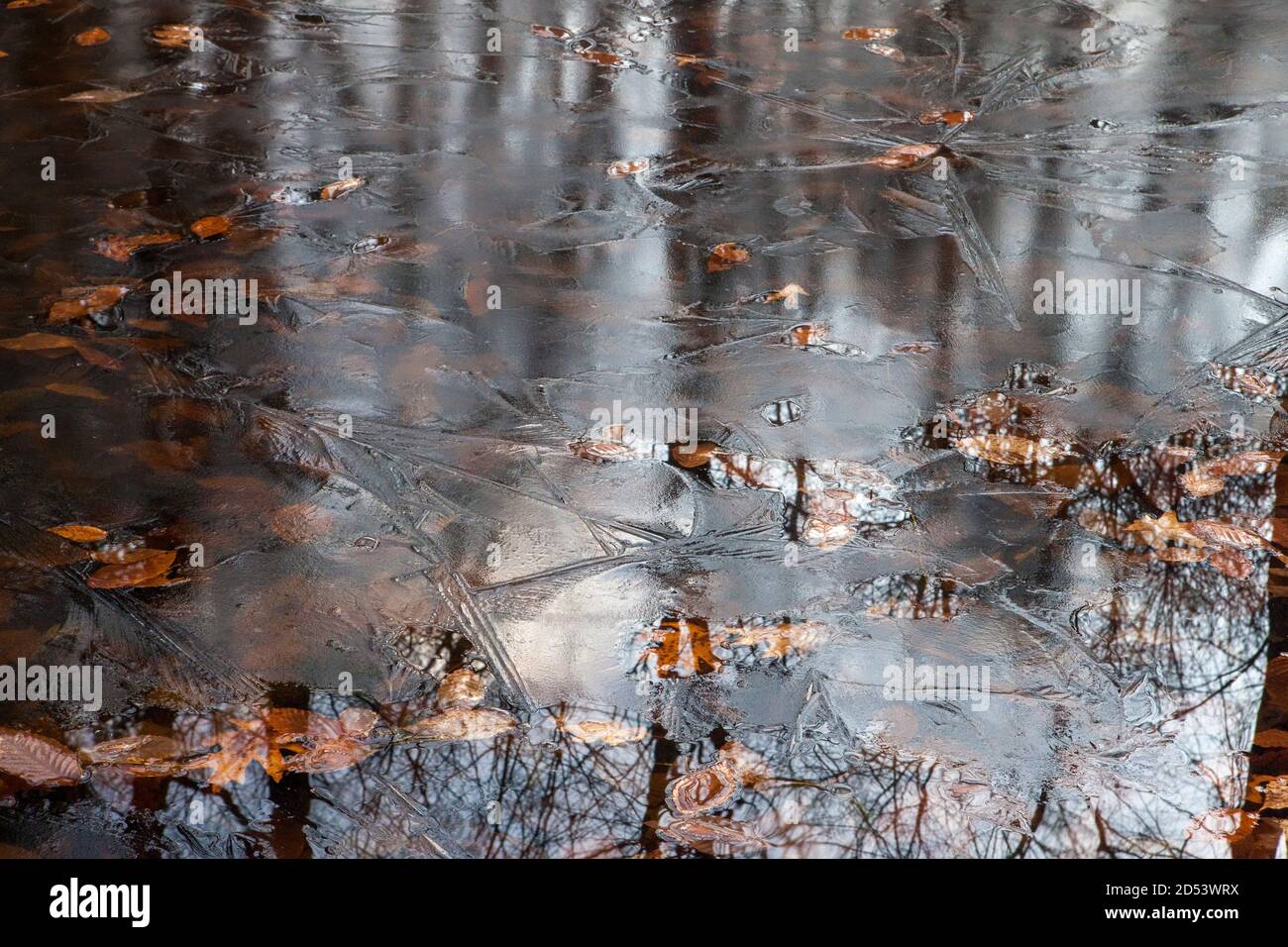 A thin layer of ice obscures reflected trees in a kettle hole vernal