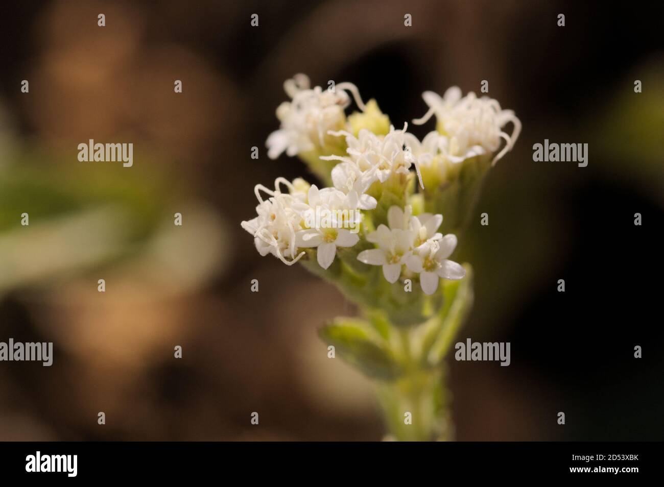 Close-up of the flowers of the Stevia rebaudiana plant, natural sweetener Stock Photo