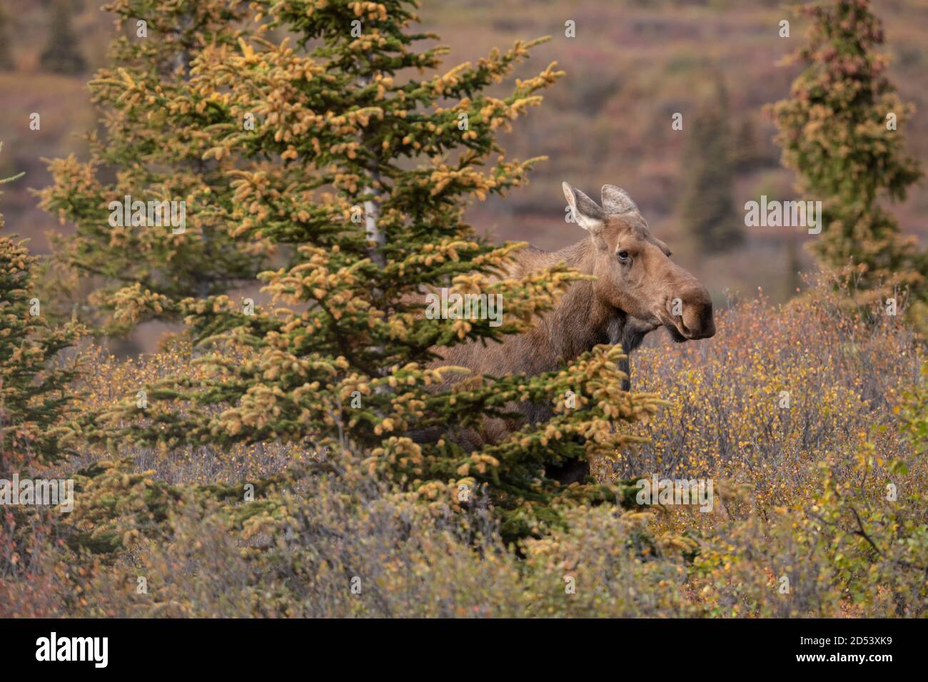 Denali National Park Moose Stock Photo