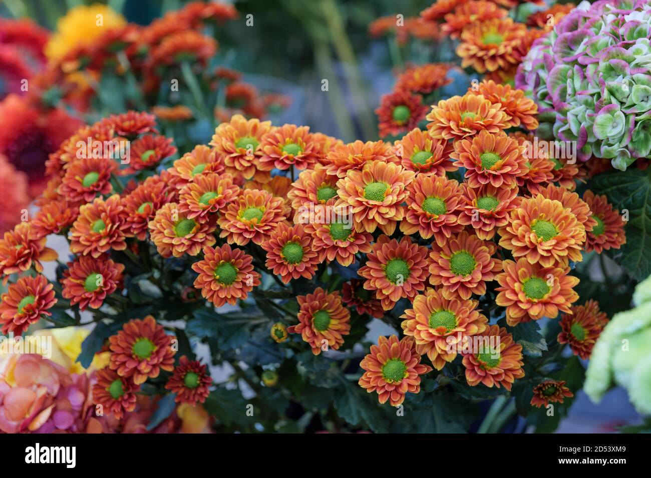 Selective focus at bouquets of blooming Orange Daisy Spray Mums flowers