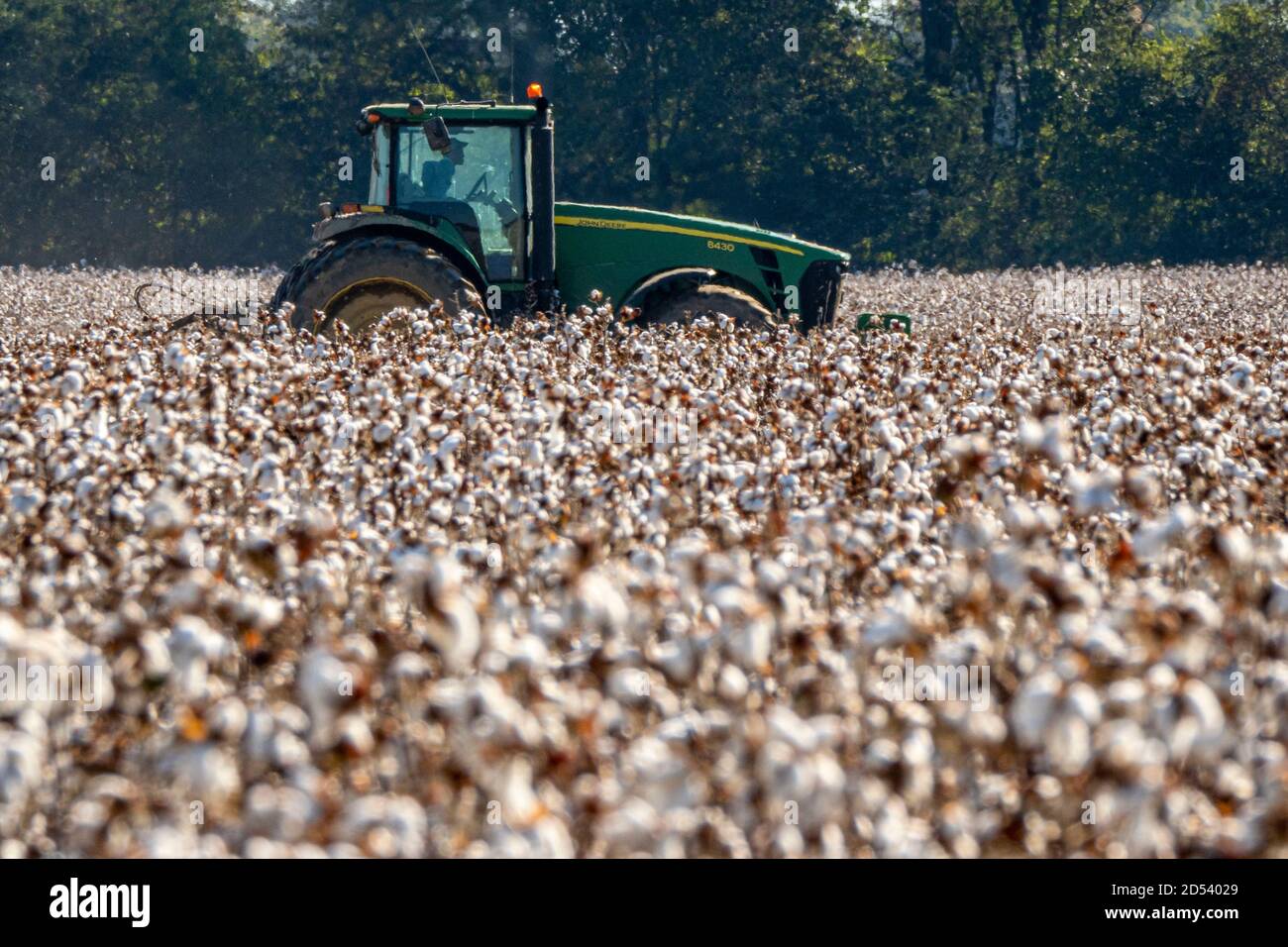 A John Deere tractor collects the cotton harvest during autumn at Pugh Farms plantation October 18, 2019 in Halls, Tennessee. Stock Photo