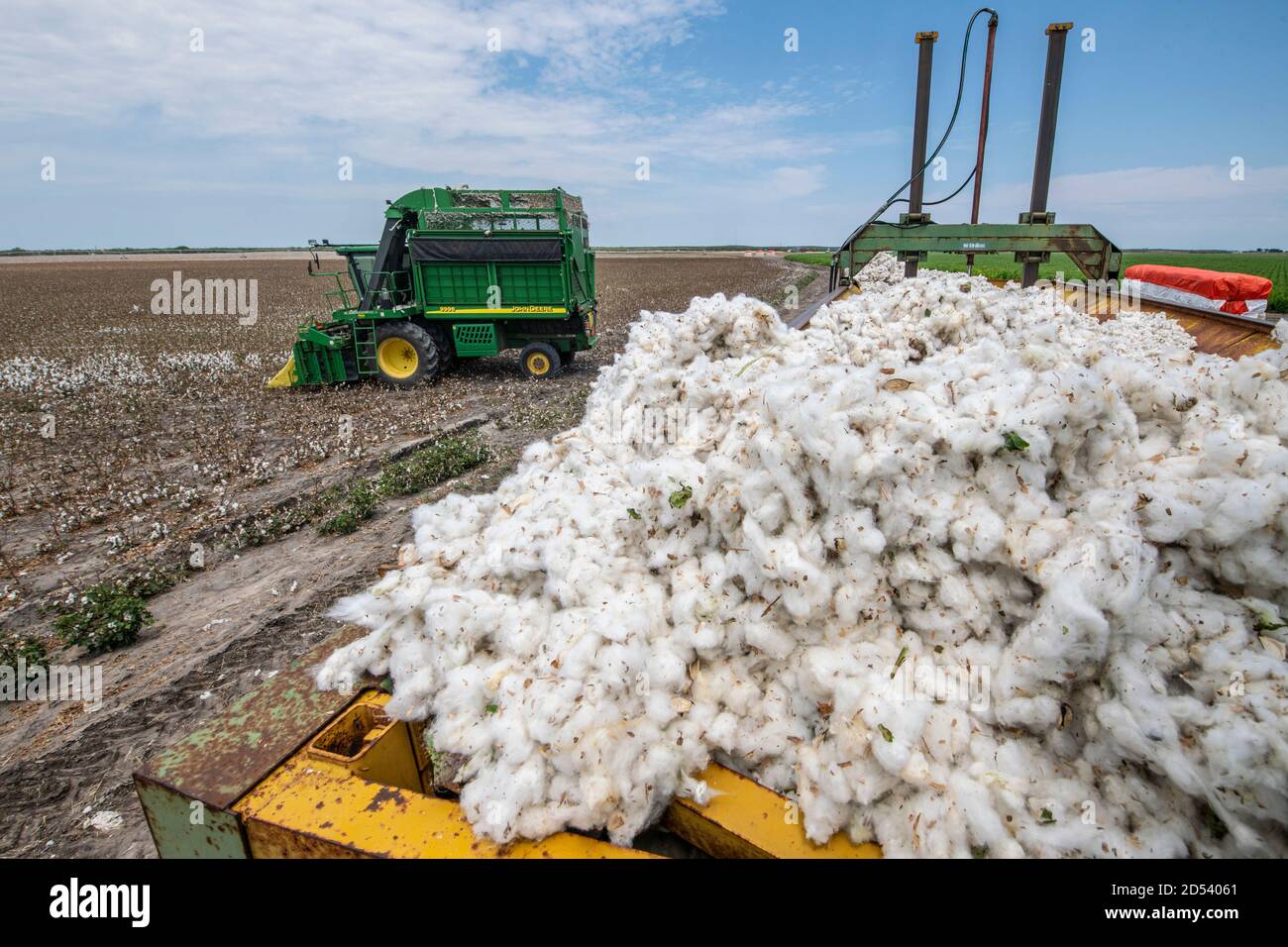 A speciality harvester heads back to the field after unloading cotton bolls into a cotton module builders at his the Schirmer Farm during the cotton harvest August 22, 2020 in Batesville, Texas. Stock Photo
