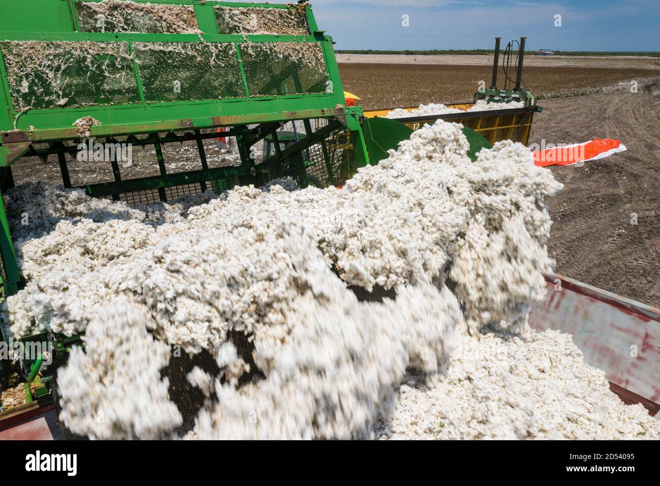 A speciality harvester unloads cotton bolls into a cotton module builders at his the Schirmer Farm during the cotton harvest August 22, 2020 in Batesville, Texas. Stock Photo