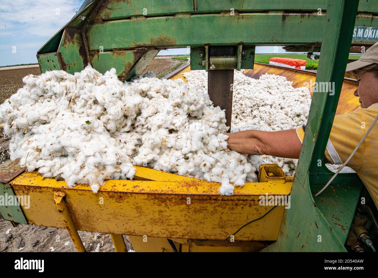 Terri Schirmer redistributes piles of cotton bolls that the hydraulic machinery can not reach, as she operates one of the stomper cotton module builders at the Ernie Schirmer Farms during the cotton harvest August 22, 2020 in Batesville, Texas. Stock Photo