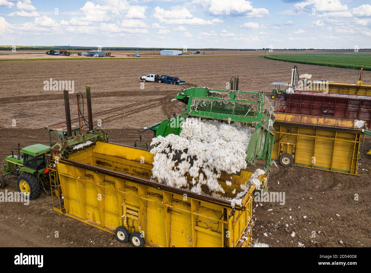 A speciality harvester unloads cotton bolls into a cotton module builders at his the Schirmer Farm during the cotton harvest August 25, 2020 in Batesville, Texas. Stock Photo