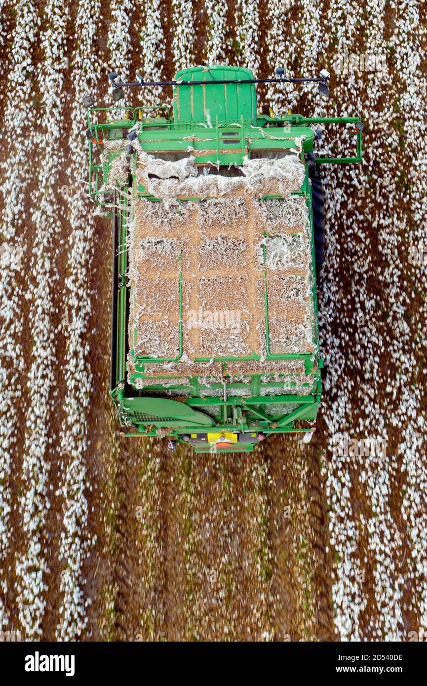 A speciality harvester filled with cotton bolls at the Schirmer Farm during the cotton harvest August 25, 2020 in Batesville, Texas. Stock Photo