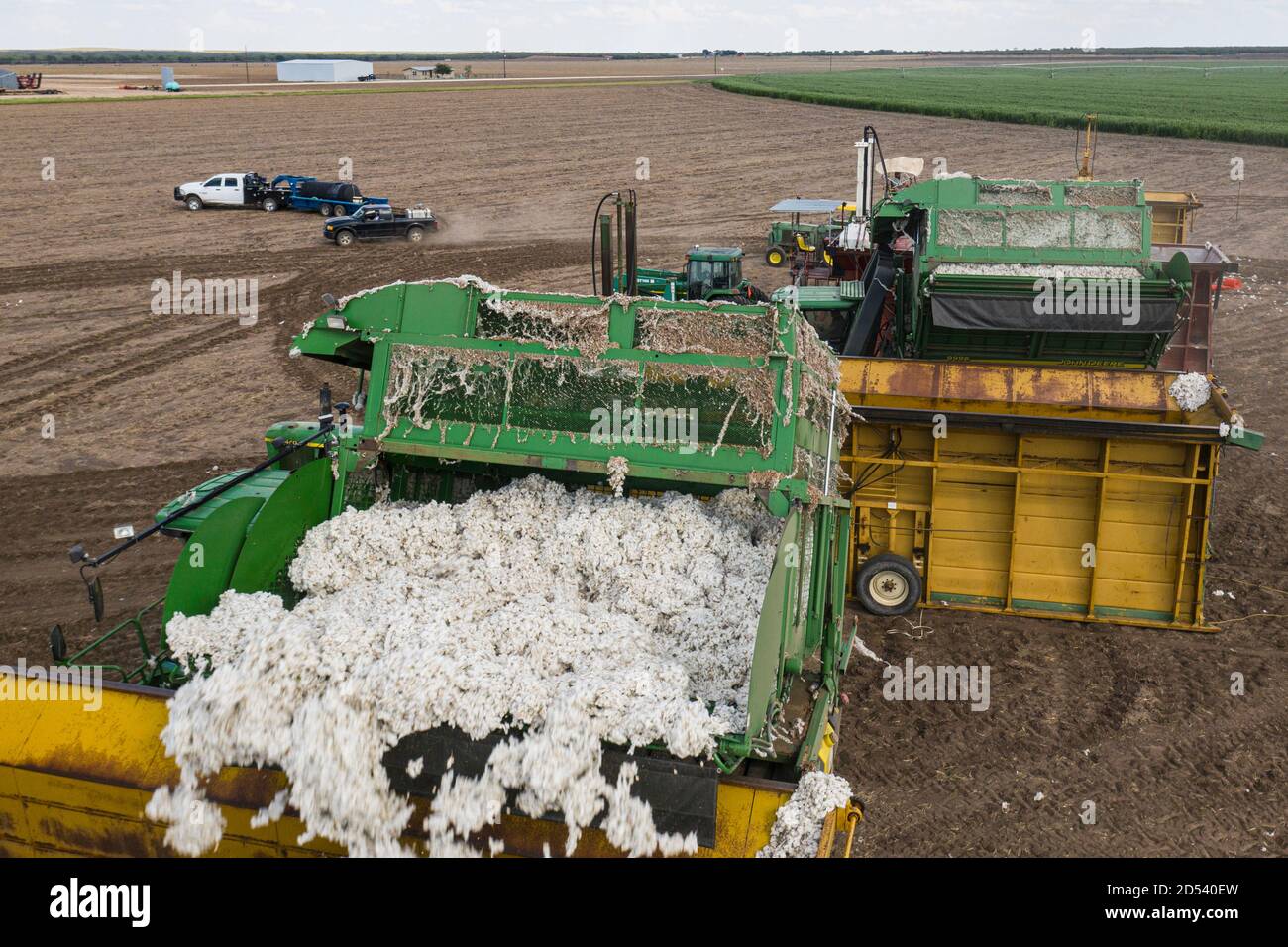 A speciality harvester unloads cotton bolls into a cotton module builders at his the Schirmer Farm during the cotton harvest August 25, 2020 in Batesville, Texas. Stock Photo