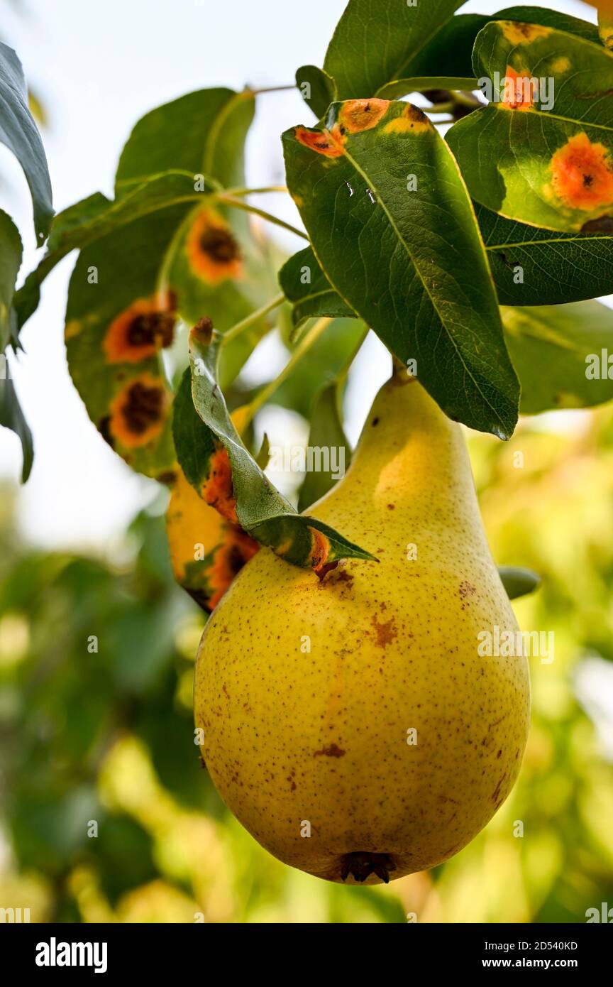 Pear rust on the leaves of Concorde pear. (Concorde is a cross between Conference and Doyenne du Comice). Stock Photo