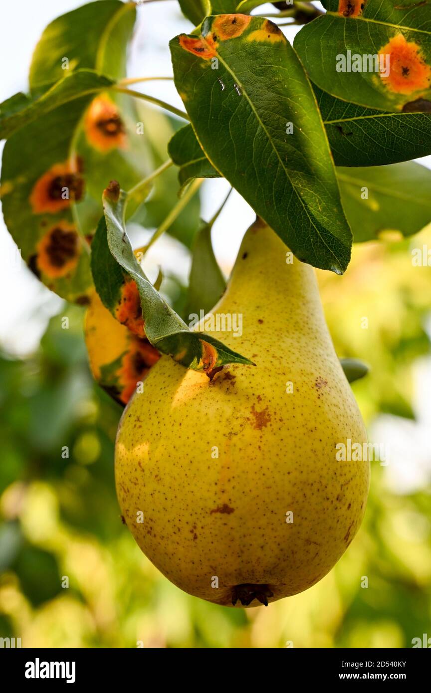 Pear rust on the leaves of Concorde pear. (Concorde is a cross between Conference and Doyenne du Comice). Stock Photo