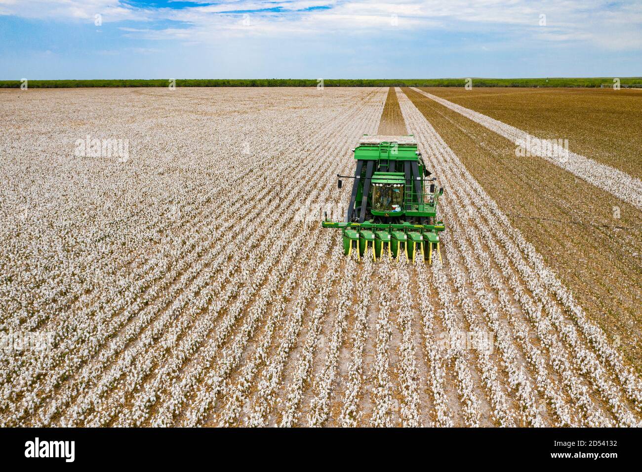 Operations Manager Brandon Schirmer operates a speciality cotton picking harvester at his family farm during the cotton harvest August 23, 2020 in Batesville, Texas. Stock Photo