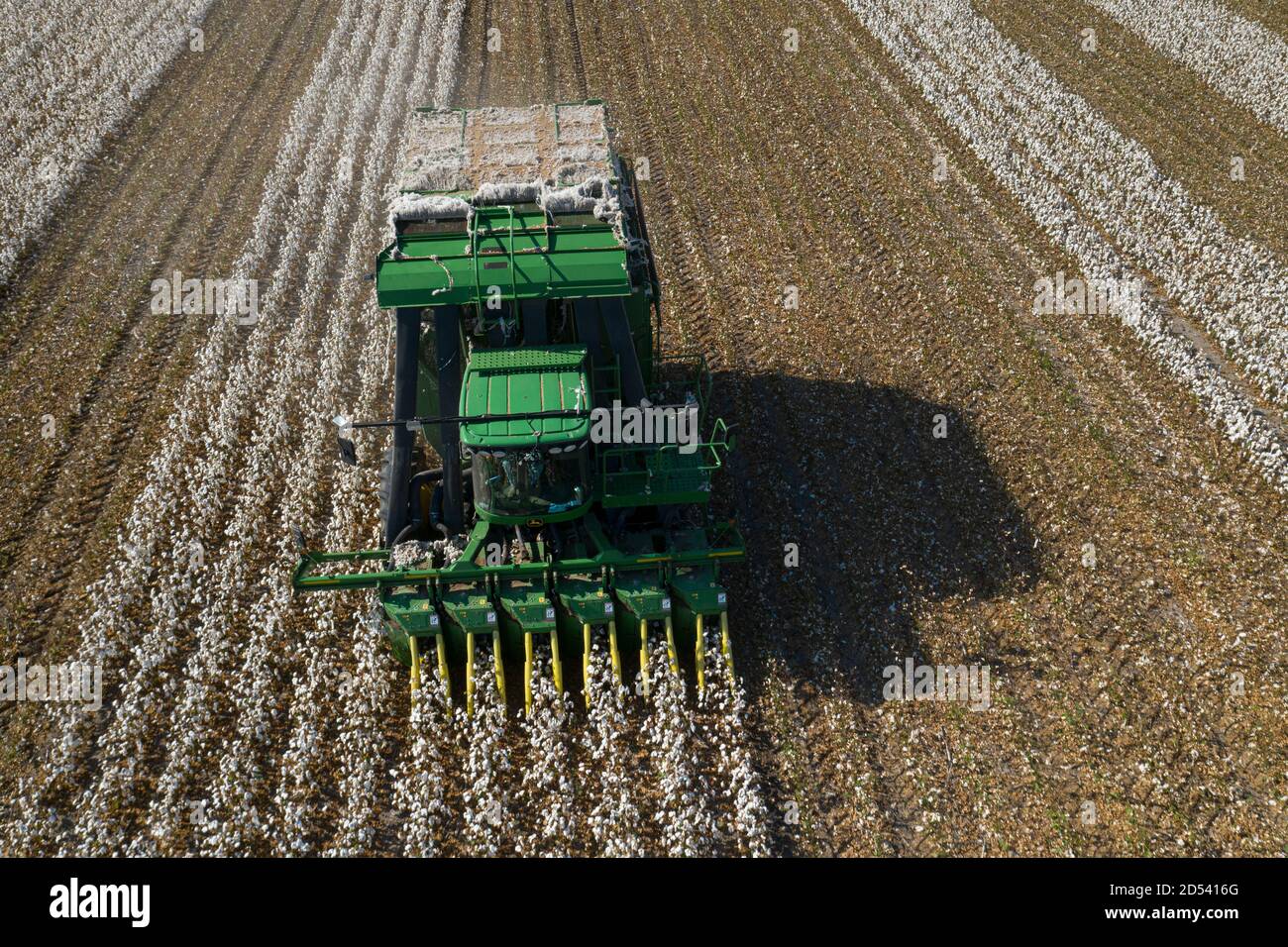 Operations Manager Brandon Schirmer operates a speciality cotton picking harvester at his family farm during the cotton harvest August 24, 2020 in Batesville, Texas. Stock Photo