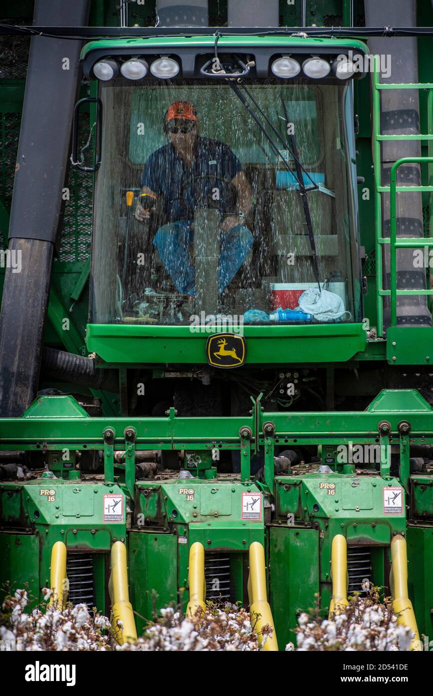 Operations Manager Brandon Schirmer operates a speciality cotton picking harvester at his family farm during the cotton harvest August 22, 2020 in Batesville, Texas. Stock Photo