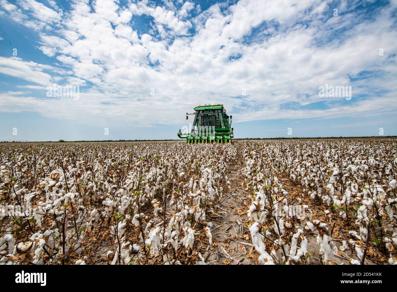 Operations Manager Brandon Schirmer operates a speciality cotton picking harvester at his family farm during the cotton harvest August 22, 2020 in Batesville, Texas. Stock Photo