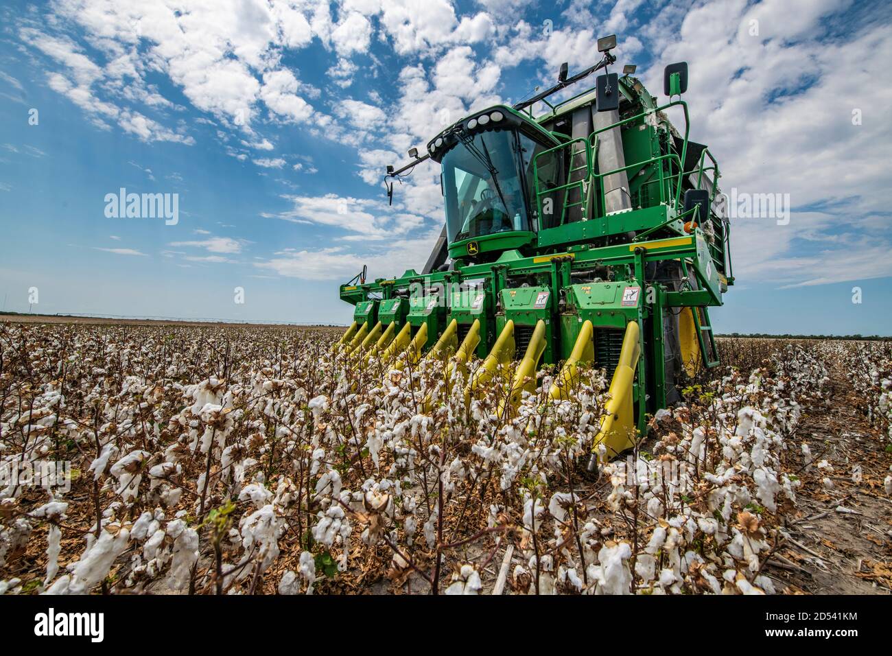 Operations Manager Brandon Schirmer operates a speciality cotton picking harvester at his family farm during the cotton harvest August 22, 2020 in Batesville, Texas. Stock Photo