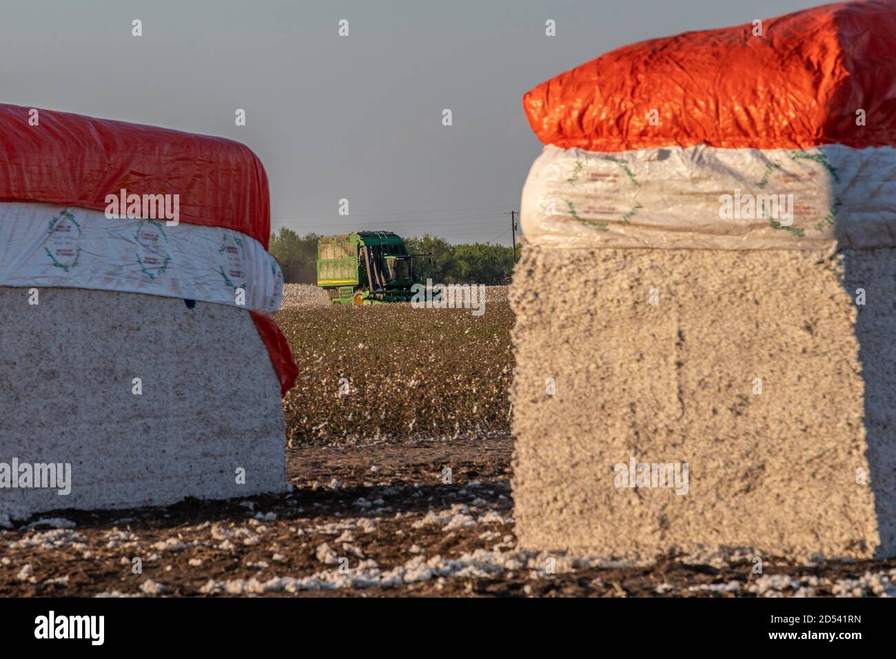 Cotton modules ready for shipping at the Schirmer Farm during harvest August 23, 2020 in Batesville, Texas. Stompers use a hydraulic ram and tramper beam to compress the cotton into modules, 32 feet long, 7 1/2 feet wide, and 9 1/2  feet tall. Stock Photo