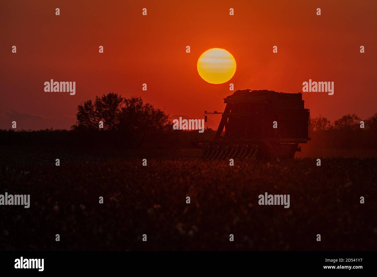 A speciality cotton picking harvester is silhouetted by the setting sun during the cotton harvest at the Schrimer Farms August 22, 2020 in Batesville, Texas. Stock Photo