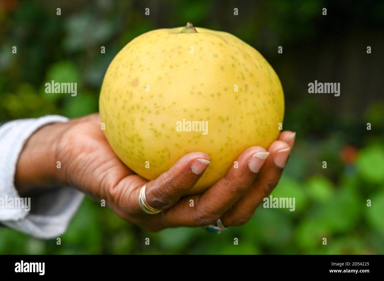 Large homegrown Asian/Nashi pear held by hand. Stock Photo