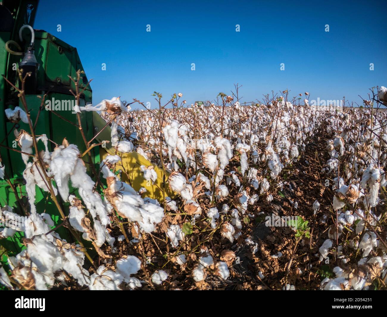 A speciality cotton picking harvester during the cotton harvest at Schirmer Farms August 22, 2020 in Batesville, Texas. Stock Photo