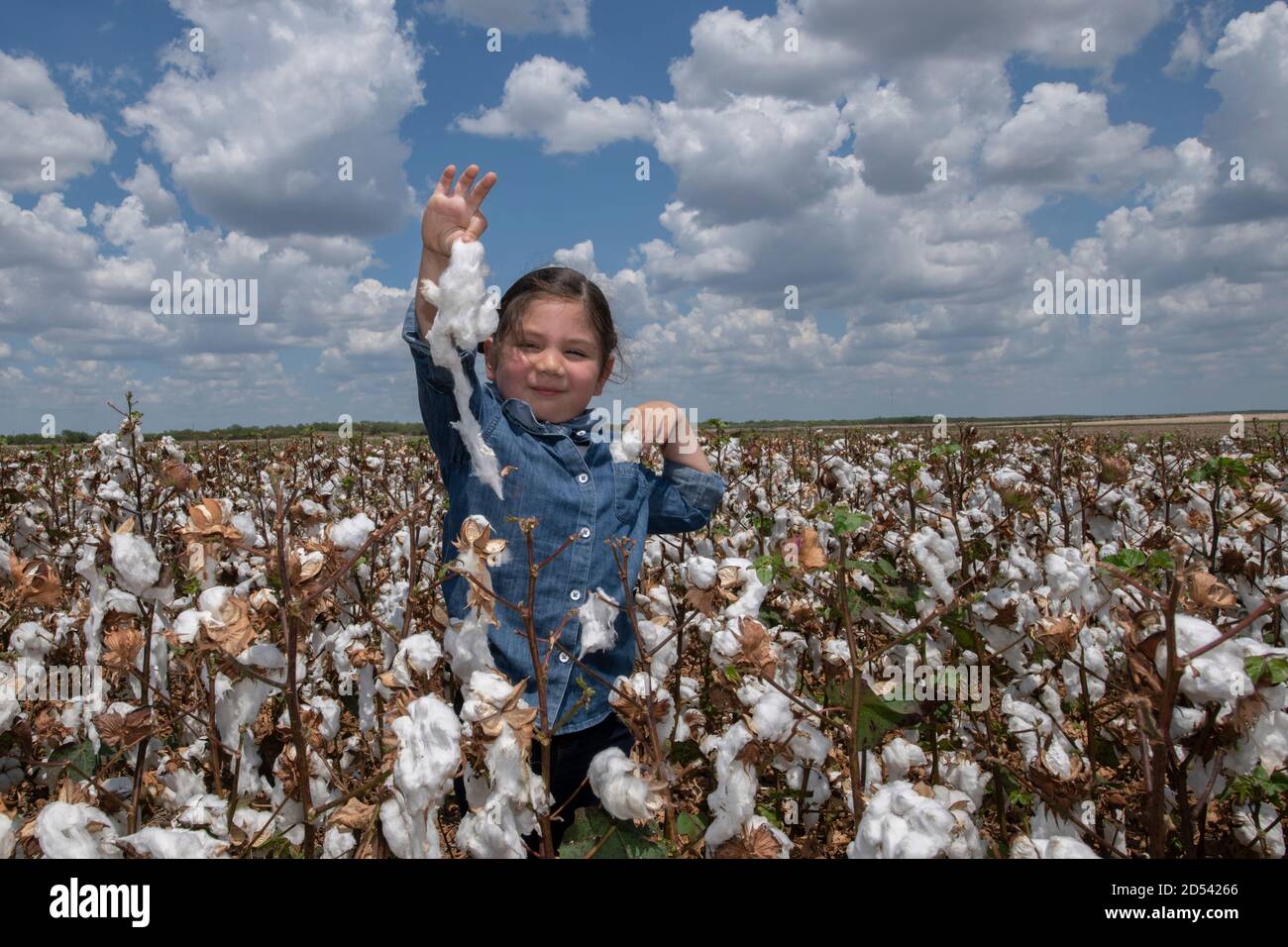 Daphne Salinas, age four, plays with a freshly picked cotton boll during the cotton harvest on the Schirmir Farm August 23, 2020 in Batesville, Texas. Stock Photo