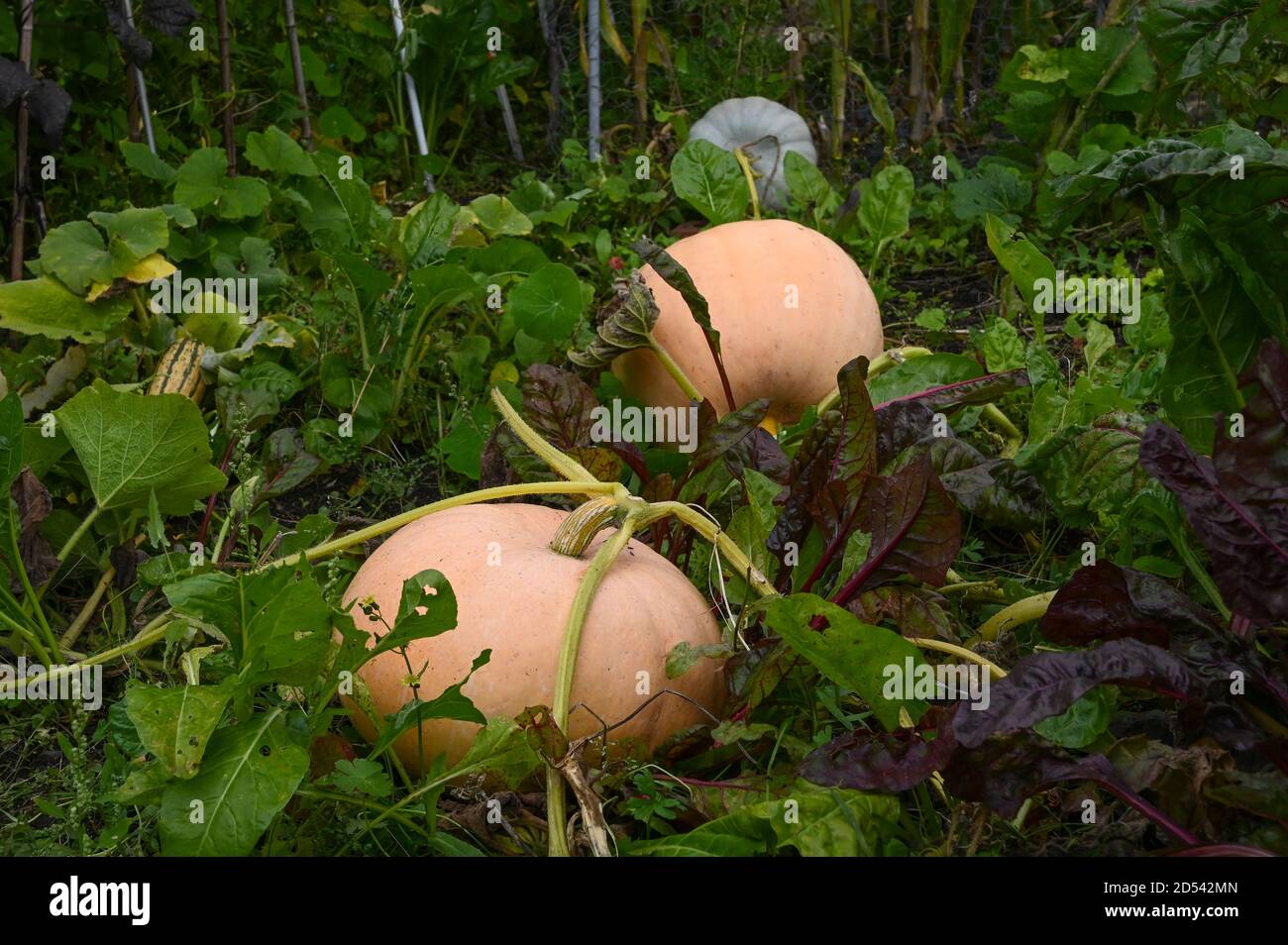 Mixed pumpkins and squash growing naturally on an allotment. Stock Photo
