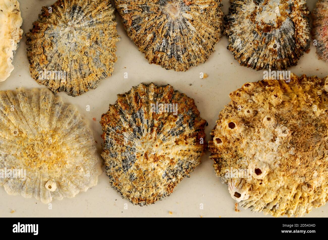 Seashell background texture Stock Photo - Alamy