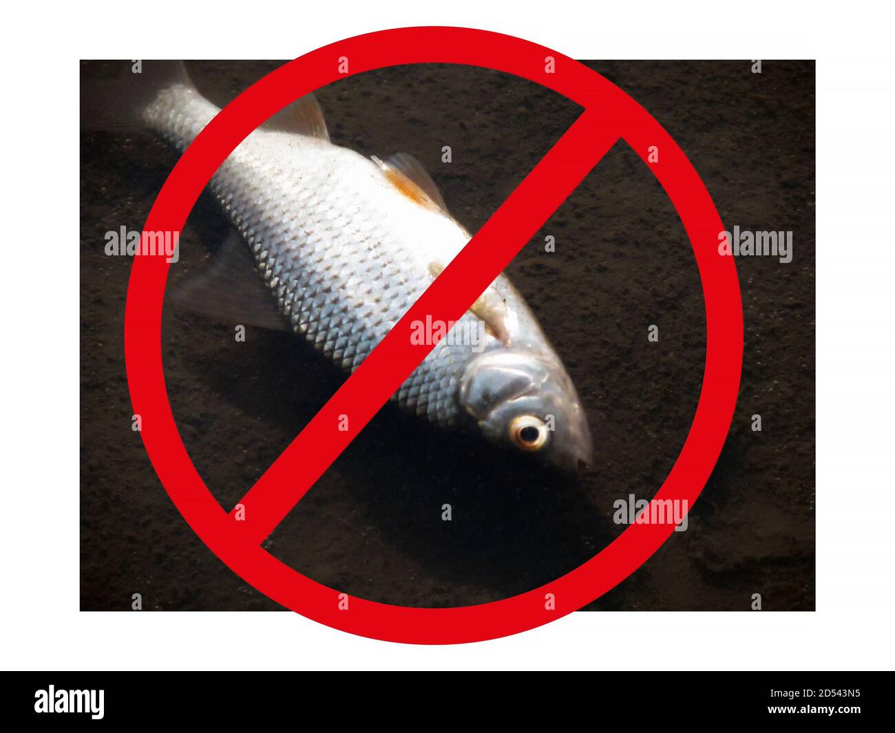 Dead fish in the lake due to water pollution. Stop sign red crossed