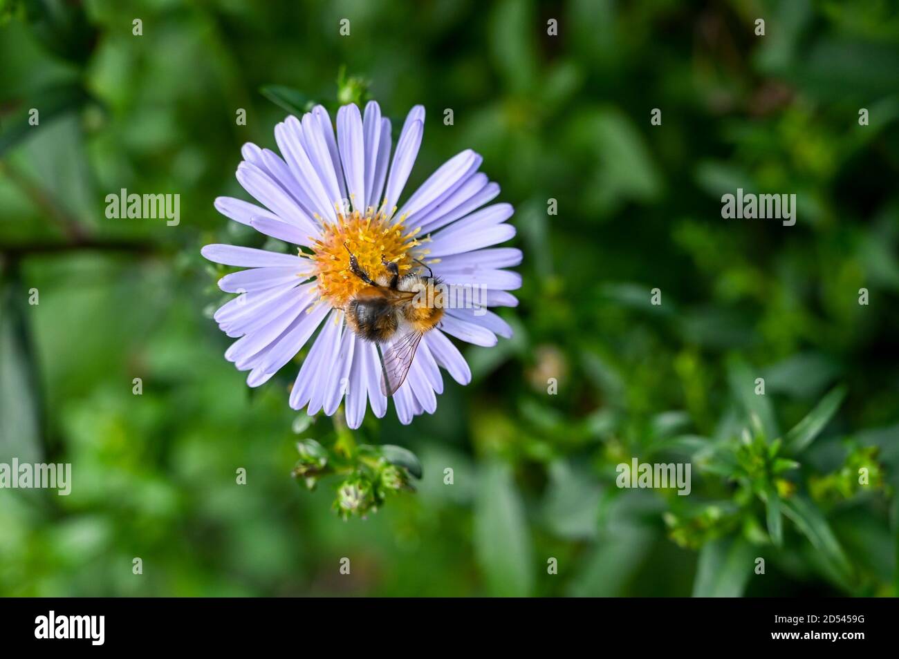 A bee pollinating a single mauve aster flower. Stock Photo